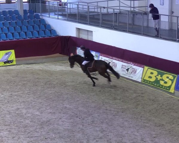 Reitturnier Neustadt/Dosse - Lindenau-Halle 2020