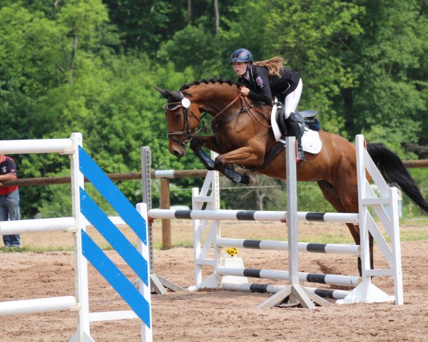 broodmare Annemie (German Sport Horse, 2011, from Criffindor)