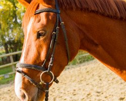 horse Finyaro (Oldenburg,  )