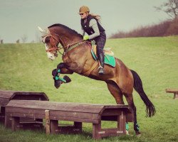 jumper Sunset Boy (Oldenburg show jumper, 2008, from Sanvaro)