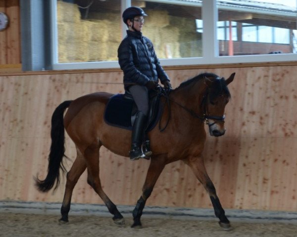 Pferd Moulin Rouge 12 (Deutsches Reitpony,  )