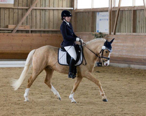 dressage horse Danny's Hit (German Riding Pony, 2011, from Danny Gold)