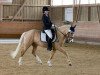 dressage horse Danny's Hit (German Riding Pony, 2011, from Danny Gold)