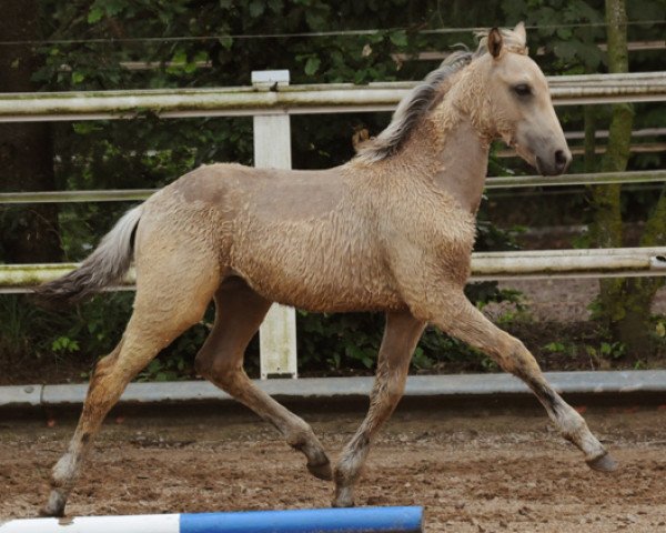 dressage horse Debbie (German Riding Pony, 2011, from Diabolo)