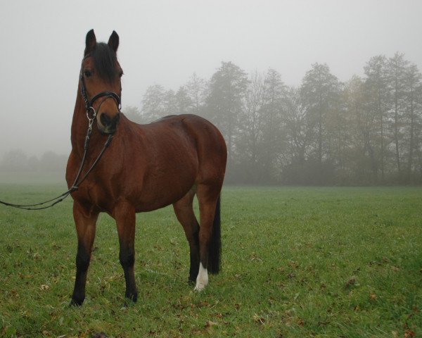 Springpferd Chromschick (Deutsches Reitpony, 2000, von Viktoria's Colano)