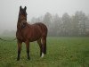 jumper Chromschick (German Riding Pony, 2000, from Viktoria's Colano)