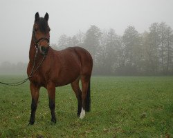 jumper Chromschick (German Riding Pony, 2000, from Viktoria's Colano)