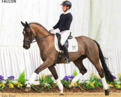 dressage horse Falcon (Hanoverian, 2009, from Farewell III)