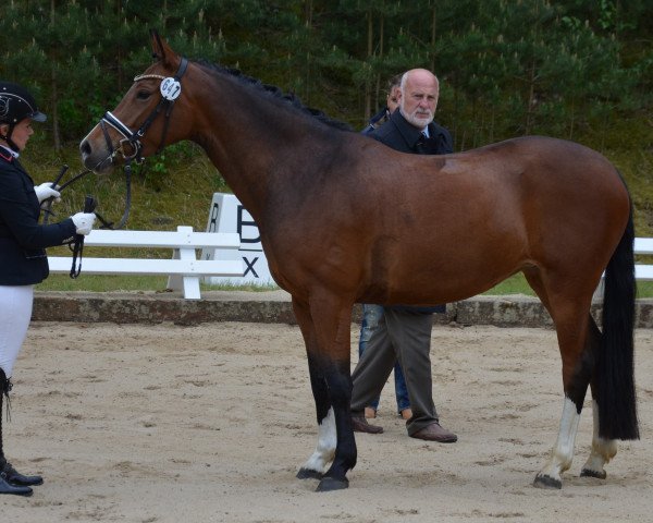 dressage horse Elin's Quäntchen Glück (German Riding Pony, 2012, from Quaterback's Junior)