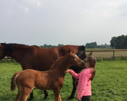 stallion Blue Angel (Westphalian, 2016, from Balzaci)