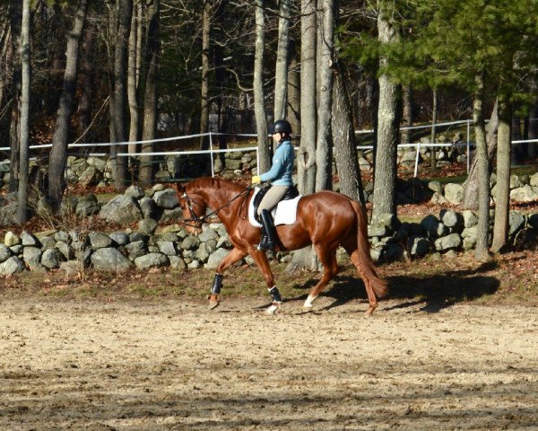 dressage horse Phoebe (ehemals: Fhrisbee) (Hanoverian, 2012, from Farewell III)