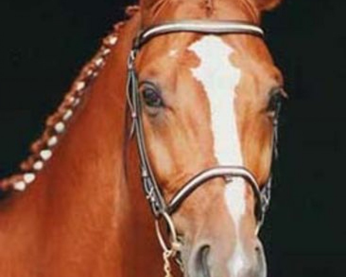 stallion Lörke (Hanoverian, 1995, from Lauries Crusador xx)