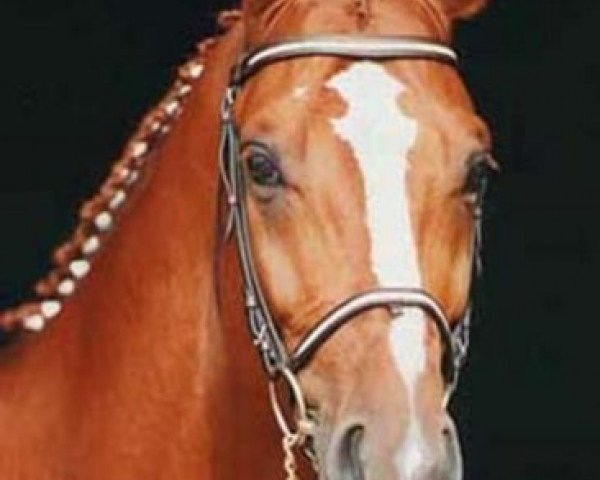 stallion Lörke (Hanoverian, 1995, from Lauries Crusador xx)