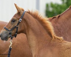 dressage horse Dhon Quixote (Oldenburg, 2015, from Don Frederic 3)