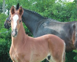 dressage horse Liscano (Hanoverian, 2016, from Lissaro)