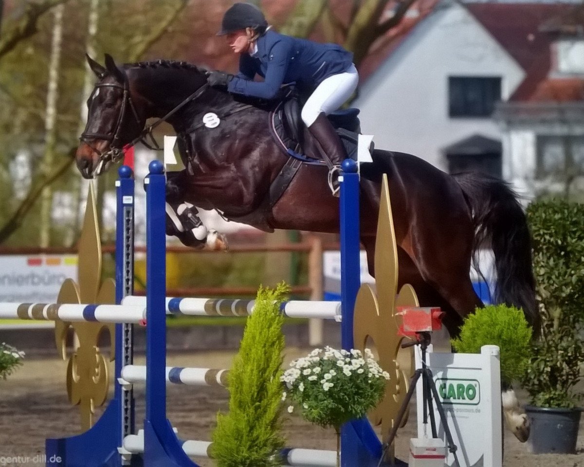 Springpferd Casablanca 111 (Holsteiner, 2010, von Cantoblanco)