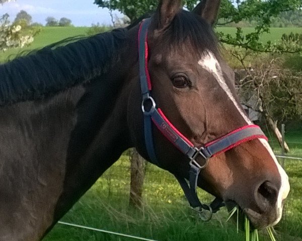 broodmare Loriana P (Holsteiner, 2000, from Lorentin I)