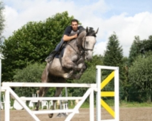 broodmare Christine des Bruyeres (Belgian Warmblood, 2002, from Passion de Talma)