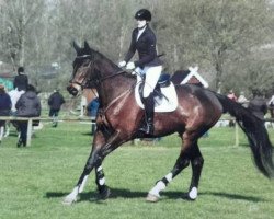 broodmare Diona 8 (German Warmblood, 1998, from Deichgraf)