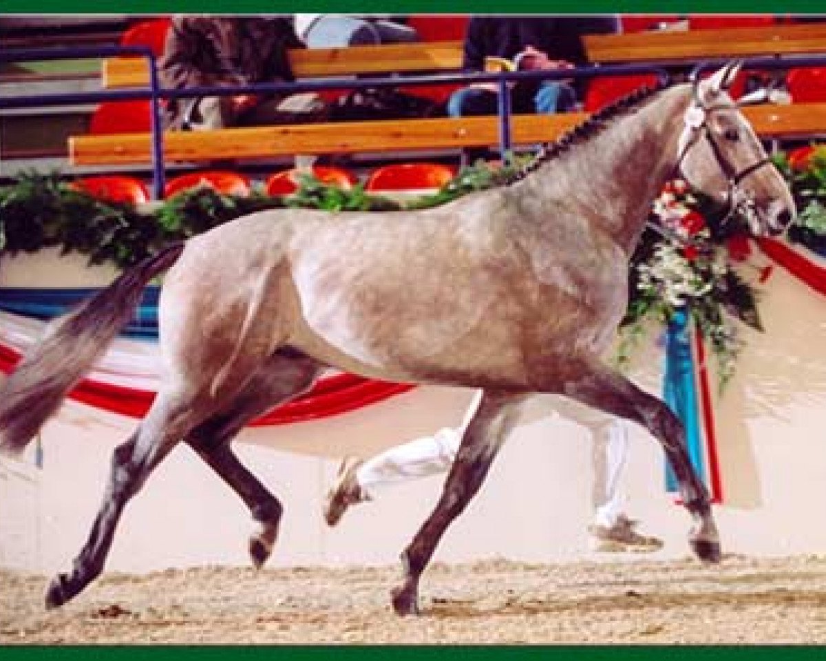 stallion Count Down Swiss (Holsteiner, 2001, from Counter)