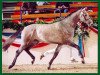 stallion Count Down Swiss (Holsteiner, 2001, from Counter)
