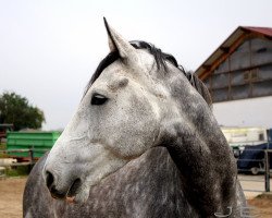 Springpferd Chill (Zweibrücker, 2007, von Count Down Swiss)