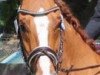 horse Smart I am (Czech Warmblood, 2006, from Smart Chiconita)