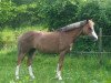 broodmare Bahia de Sol (German Riding Pony, 2000, from Bon Jovi)