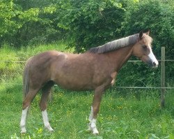 broodmare Bahia de Sol (German Riding Pony, 2000, from Bon Jovi)