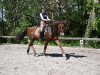 dressage horse Filia 189 (Rhinelander, 2010, from Fürst Piccolo)