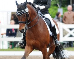 dressage horse Dannys Cool Boy (German Riding Pony, 2006, from Danny Gold)