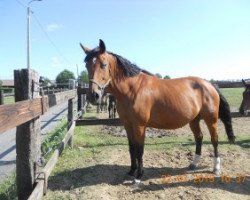 broodmare Hramira (Belgian Warmblood, 2007, from Ramiro Z)