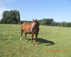 broodmare Havana (Belgian Warmblood, 2007, from Darco)