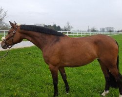 broodmare Carpe Diem 83 (German Sport Horse, 2010, from Corin 3)