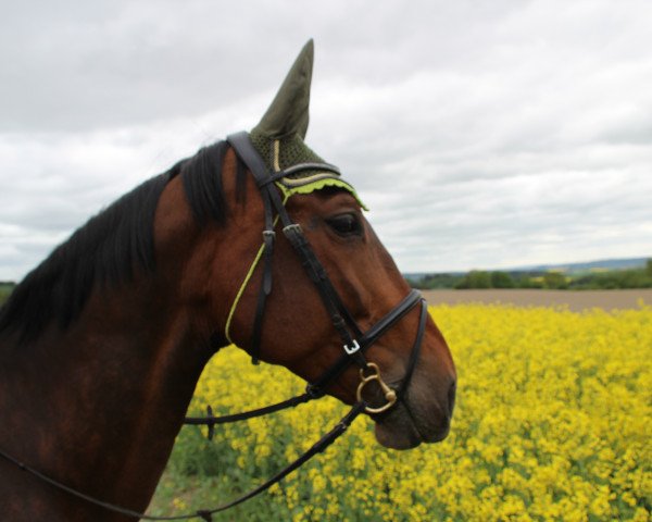 Pferd Luxury Illusion (Österreichisches Warmblut, 2005, von Dallas)