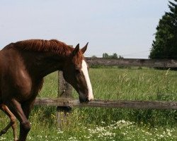 broodmare Pastel Hof ten Galeyk (Belgian Warmblood, 1992, from Azur de Paulstra)