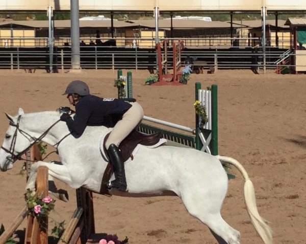 jumper Urbaan (KWPN (Royal Dutch Sporthorse), 2001, from Larino)