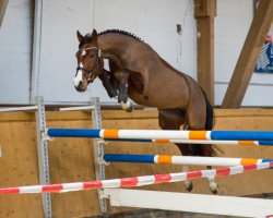 Springpferd Champagne Girl (Deutsches Sportpferd, 2012, von Cappucino)