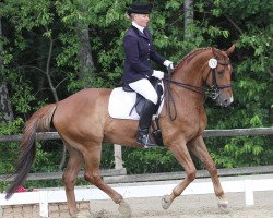 dressage horse Kus Kus (Polish Warmblood, 2005, from Love Affair)