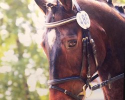 dressage horse Linus Star (Westphalian, 2003, from Laomedon)