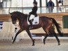 dressage horse Lotus 253 (Hanoverian, 2008, from Lord Sinclair I)