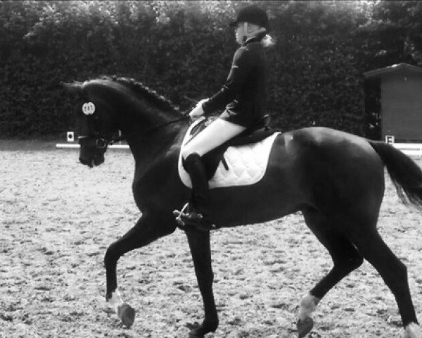 dressage horse Fürst von Hannover (Hanoverian, 2010)