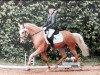 dressage horse Herkules G (unknown, 2012)