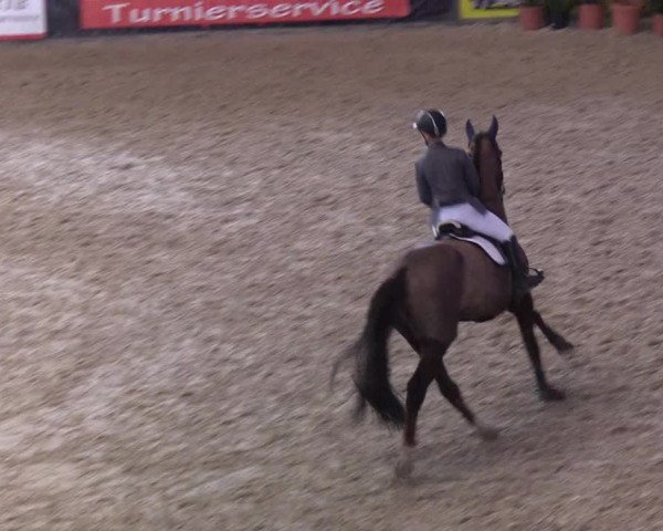 Reitturnier Neustadt/Dosse - Lindenau-Halle 2020
