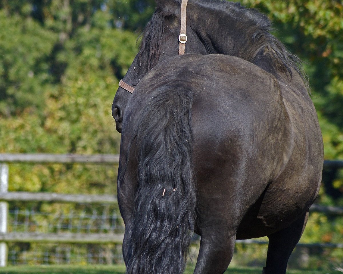 Zuchtstute Ronja S. (Friese, 2005, von Nanning 374)