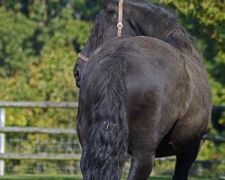 broodmare Ronja S. (Friese, 2005, from Nanning 374)