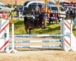 Springpferd Corinna 116 (Deutsches Reitpony, 2005, von Brillant's Golden Boy)