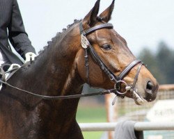 horse Giorgio-Laurin (Württemberger, 2007, from Gardez)