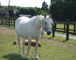 broodmare Jasmine 'D' (Belgian Warmblood, 1986, from Feo de Lauzelle)