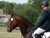 jumper Quaks (Oldenburg show jumper, 2011, from Quintender 2)